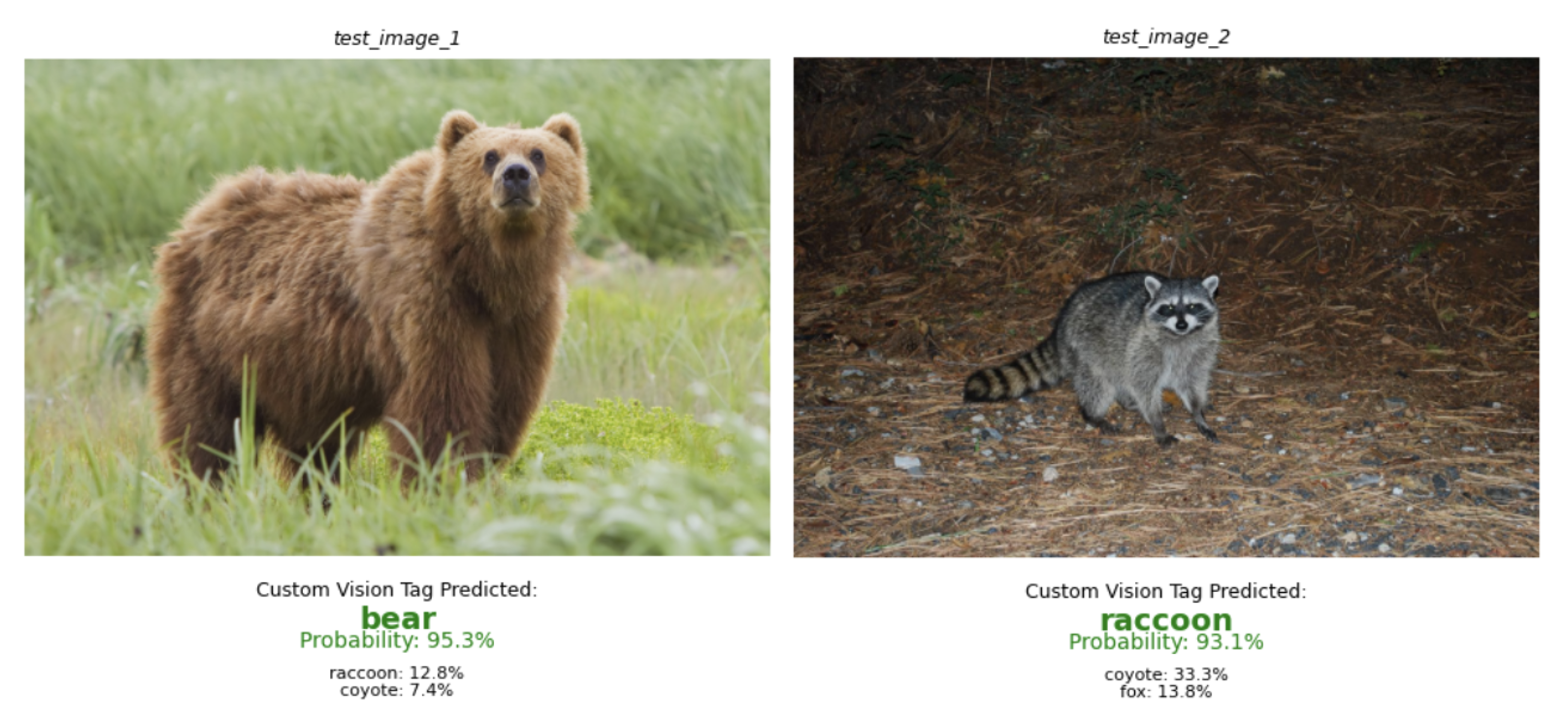 Wildlife classification predictions showing a bear and raccoon with confidence scores